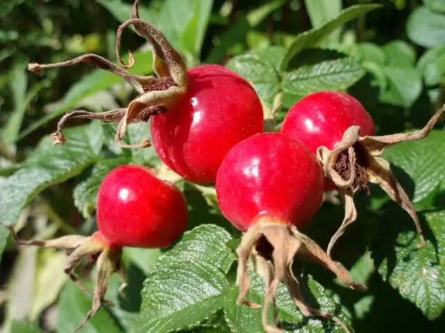 معرفی برند پالمرز و خواص روغن رزهیپ ROSEHIP برای پوست صورت و بدن