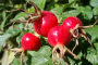 معرفی برند پالمرز و خواص روغن رزهیپ ROSEHIP برای پوست صورت و بدن 